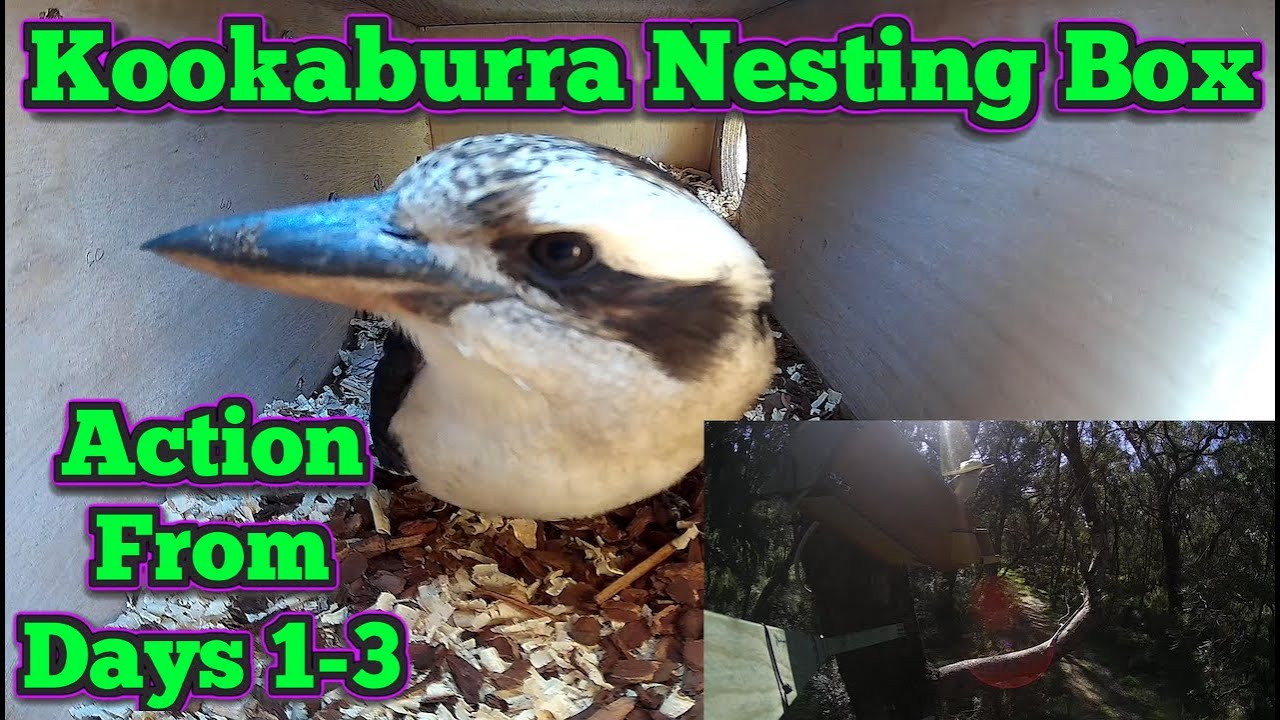 Kookaburra Nesting Box - Action From Days 1 - 3