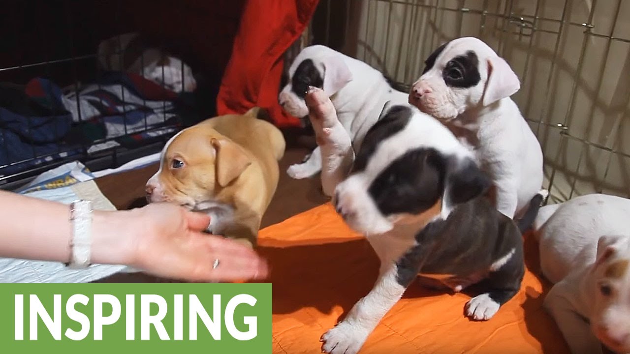 Pregnant and homeless, what will become of this dog's babies?