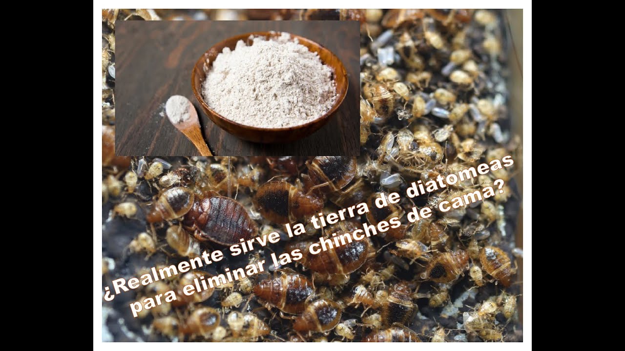 ¿Realmente sirve la tierra de diatomeas para eliminar las chinches de cama? Aquí lo averiguamos