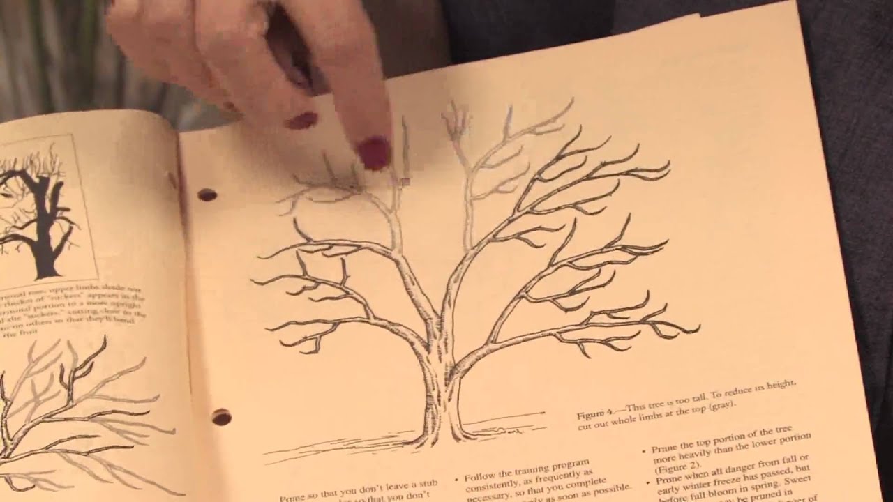 Gardening: Pruning : How to Prune Crepe Myrtles