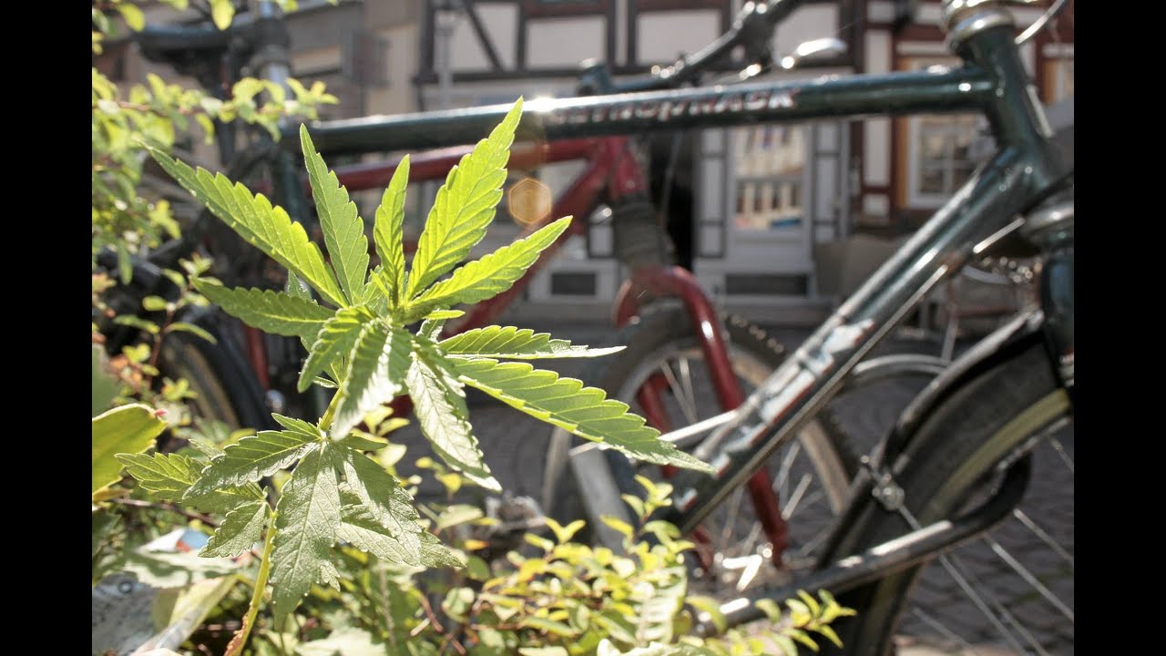 Blumenkinder s&auml;en 20 Kilo Cannabissamen in G&ouml;ttingen