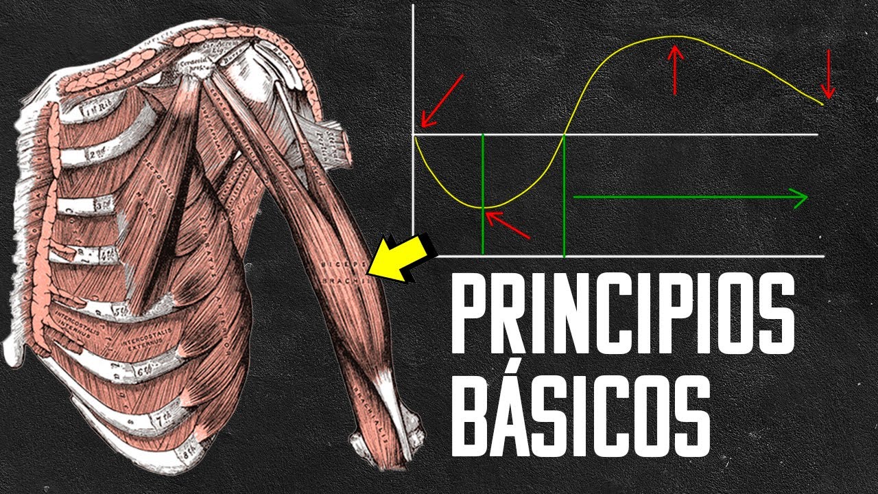 CIENCIA BÁSICA DEL ENTRENAMIENTO en 15 MINUTOS