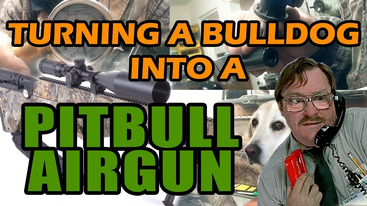 Transforming a Benjamin Bulldog into a Pitbull