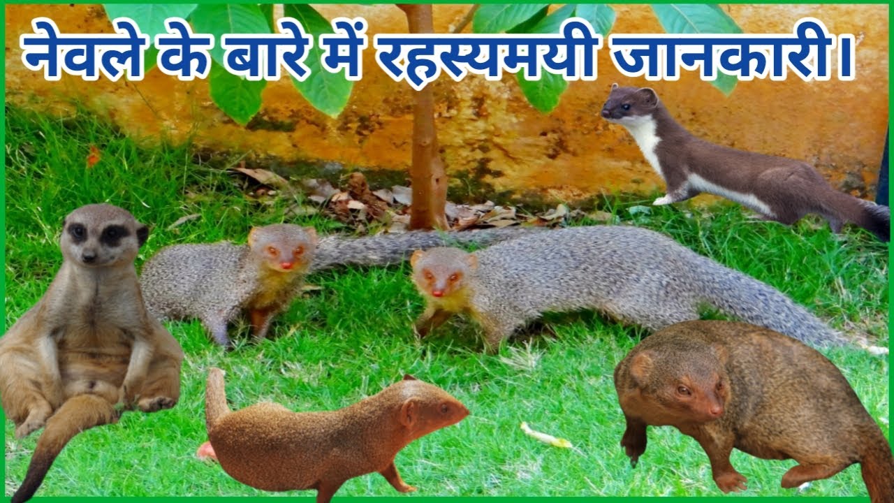 Nevale Ke bare mein Rahasyamayee jankari | Interesting And Shocking Facts About Mongoose in Hindi