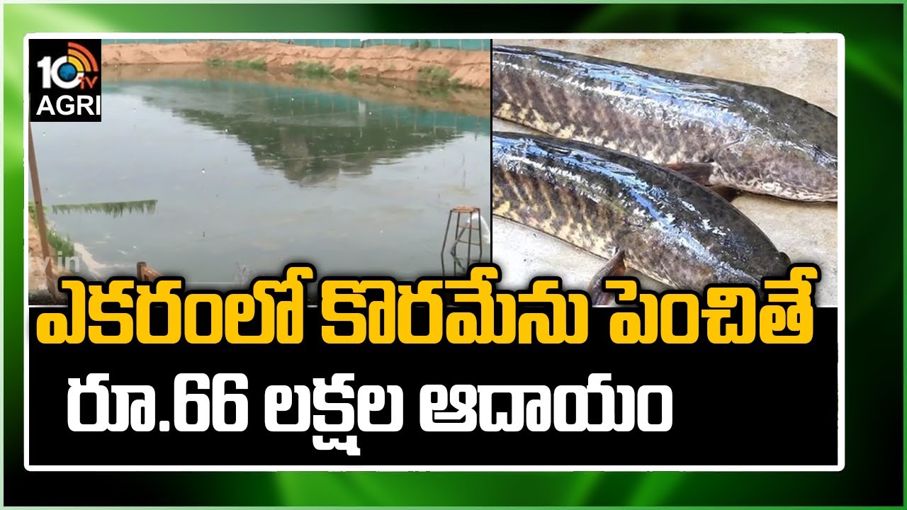 ఎకరంలో కొరమేను పెంచితే... రూ.66 లక్షల ఆదాయం | Matti Manishi | 10TV News