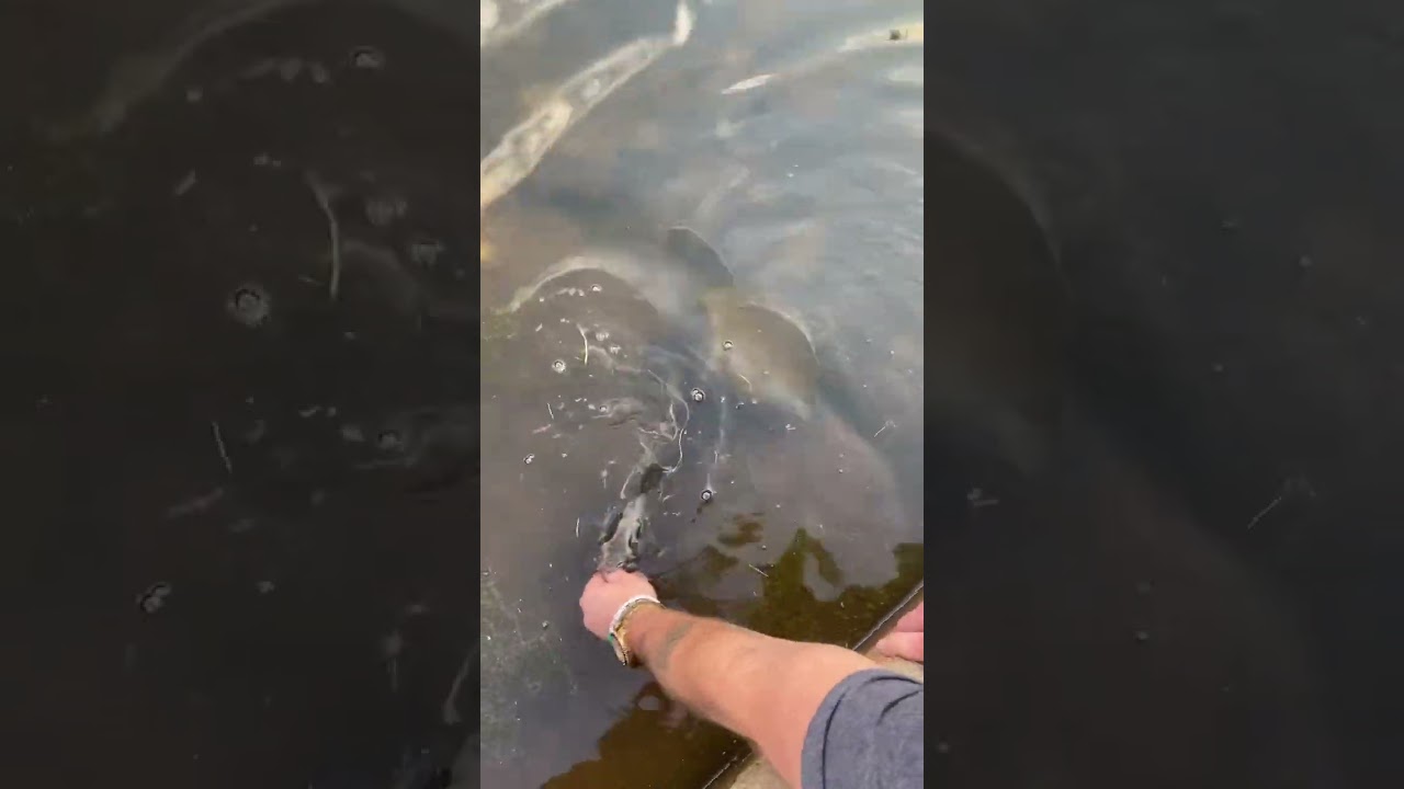 Another Small Catfish#fishspecies #freshwaterfishingnovice #freshwaterfish #2024fishing  #fishing