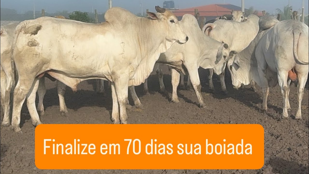 Segredo de finalizar qualquer boiada em 70 dias sem volumoso !