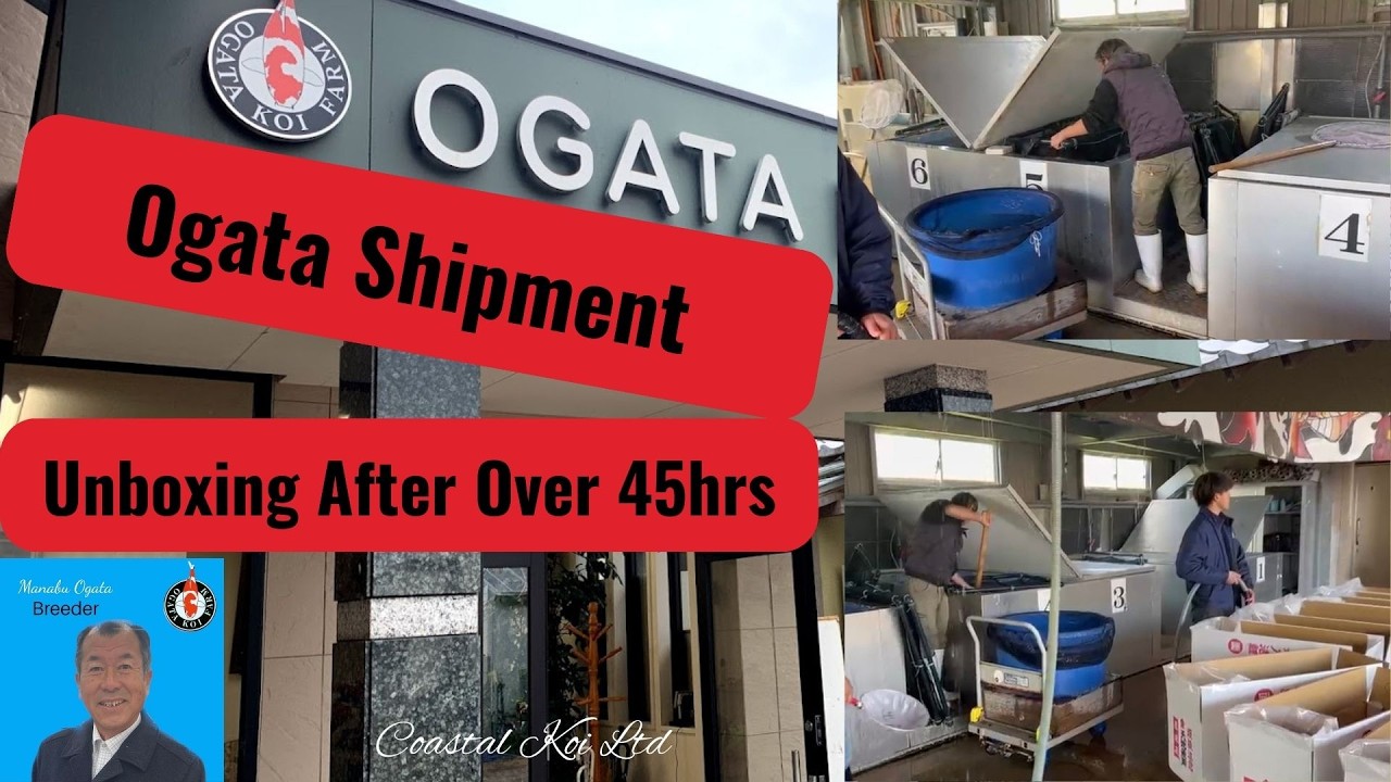 Ogata Shipment 