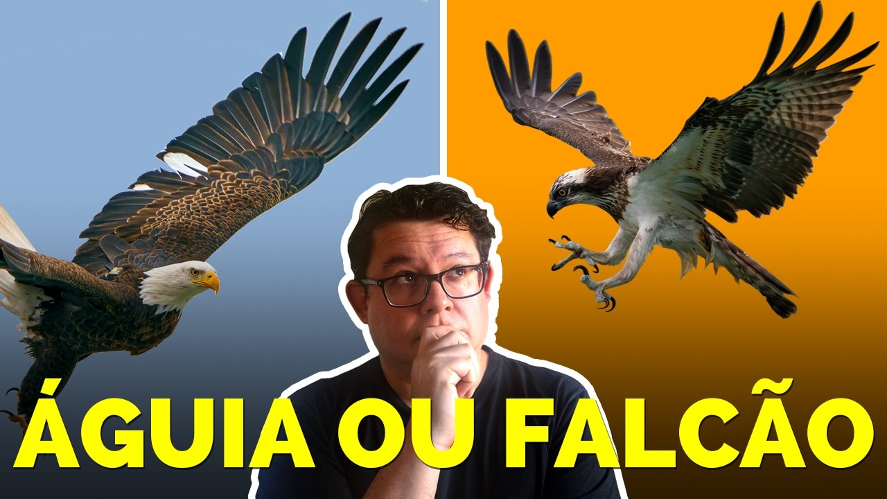 Dois arquétipos poderosos: Águia e Falcão – entenda as diferenças!