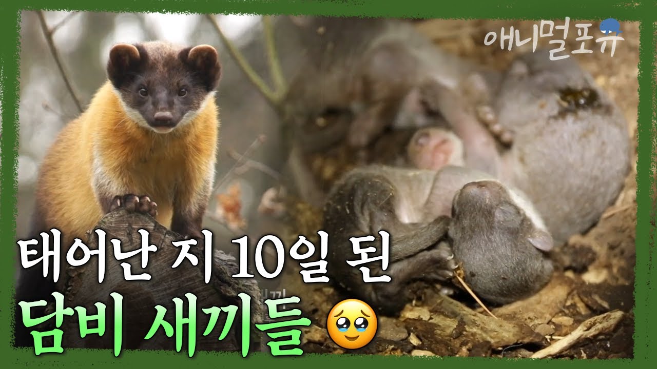 한반도 숲의 제왕, 담비의 밤낮 없는 육아 대공개✨ 태어난 지 10일 된 소중한 담비 새끼들🥹 | KBS 파노라마 130614 방송