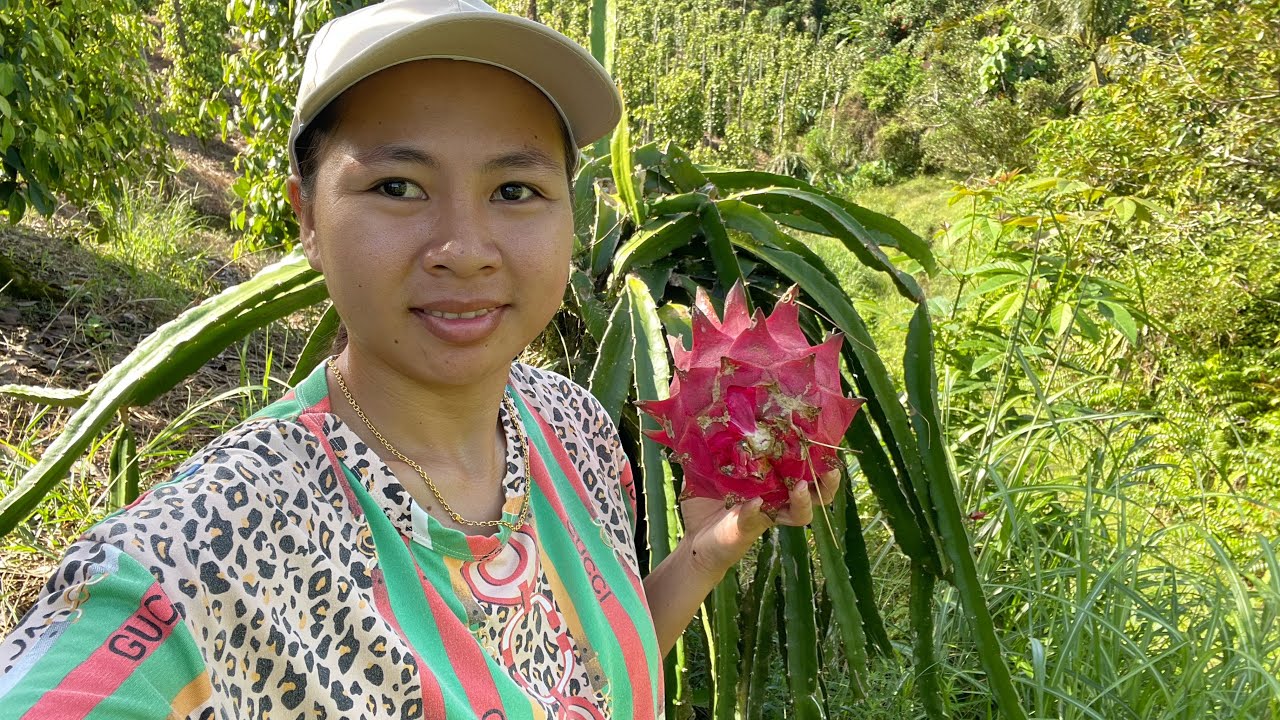 Mencari Buah Rambutan, Buah Naga & Sayur Cangkuk Di Kebun Lada Uncle Audrey Berdekatan Dengan Rumah 
