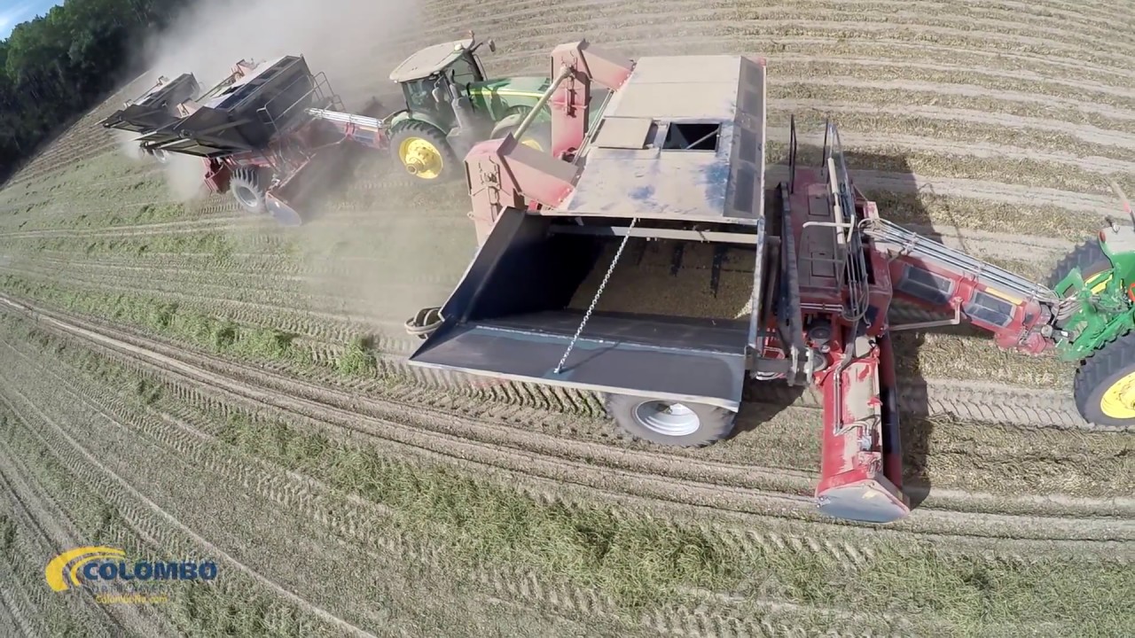2016 Twin Master Harvest at M&G Farms