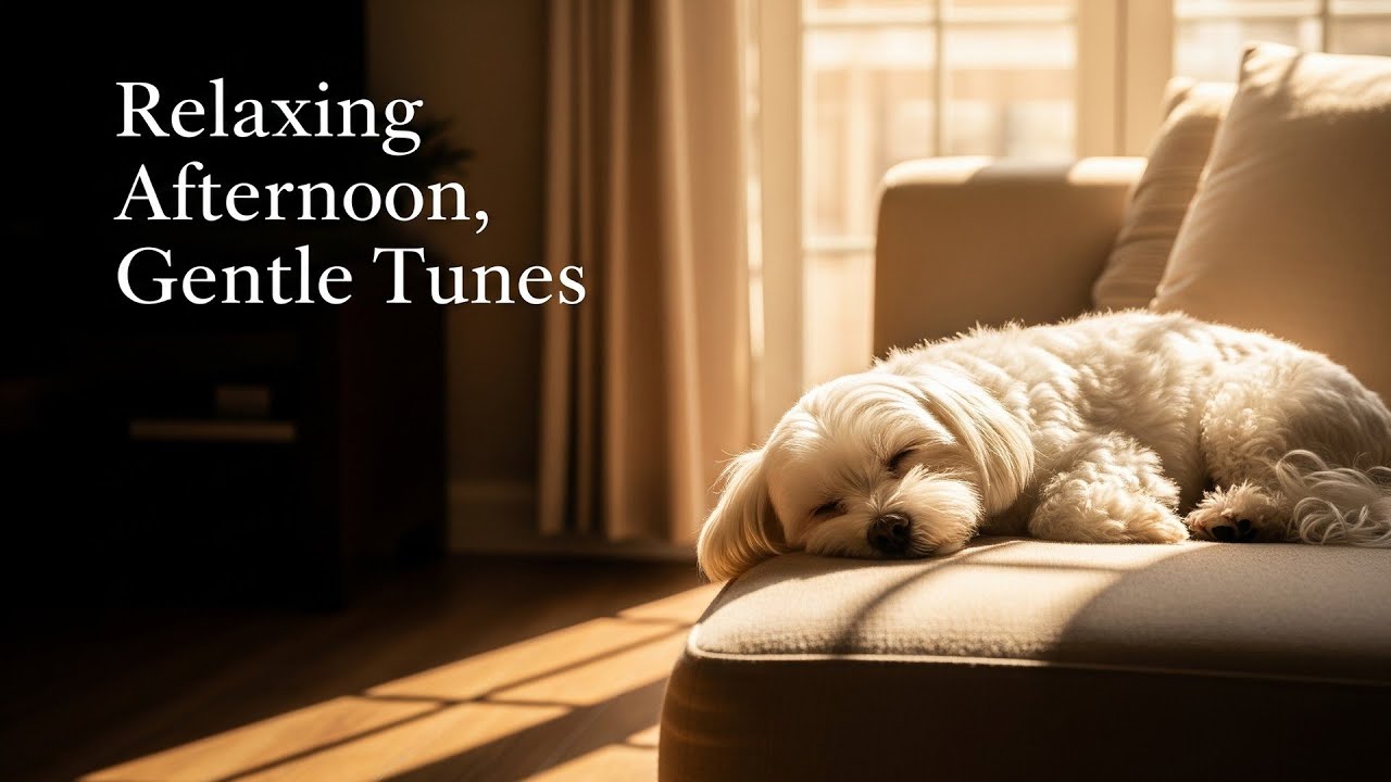 Relaxing Afternoon, Gentle Tunes 🌿 Adongi’s Warm Embrace for Your Soul