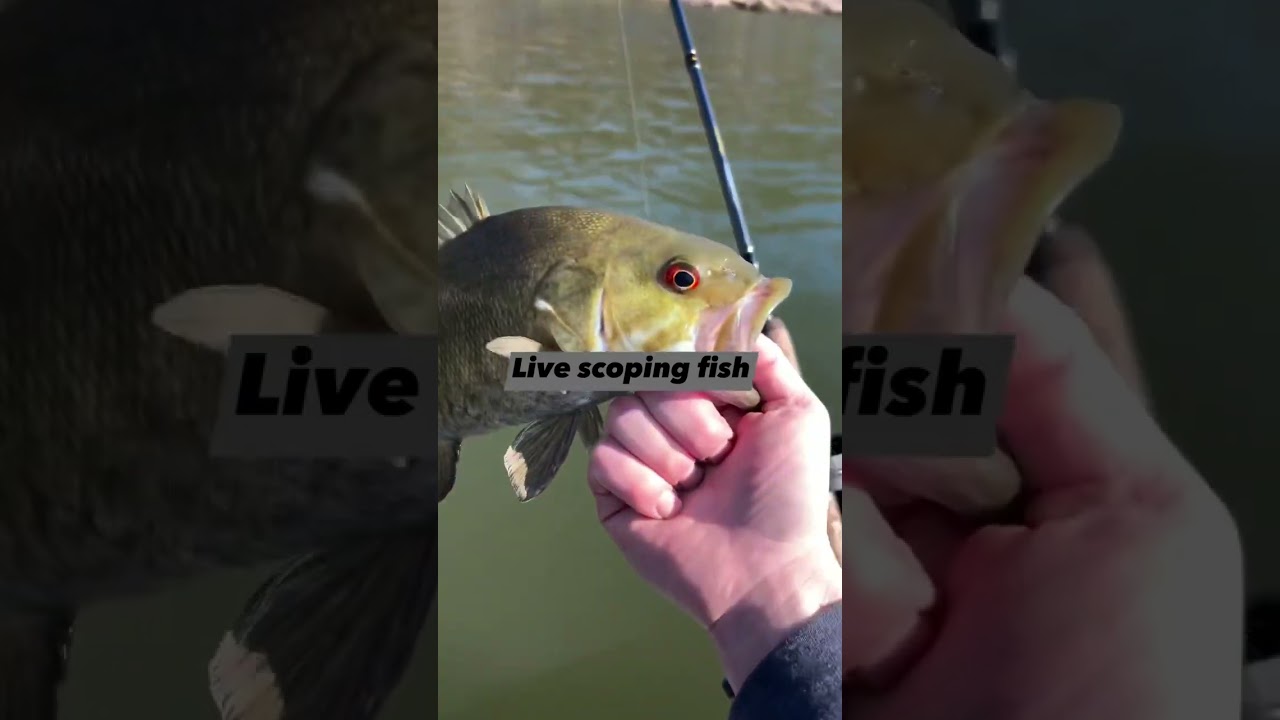 I think we are figuring this thing out #livescope #fish #fishing #boat #garmin