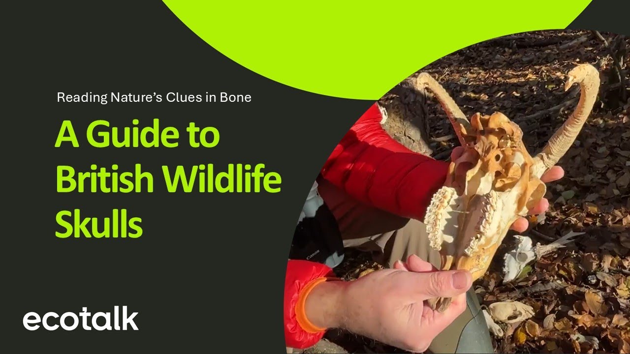 A Guide to British Wildlife Skulls