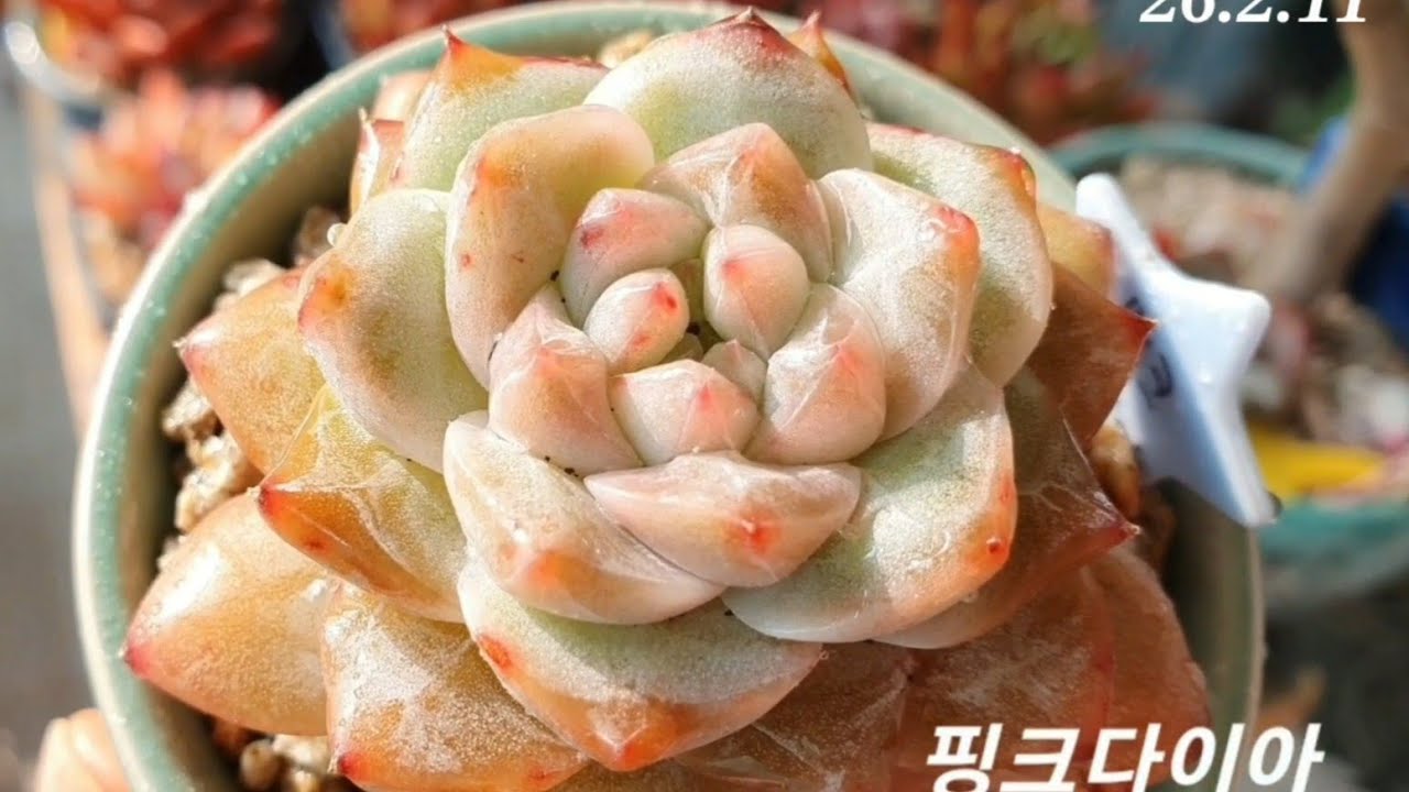 #가는넘은 가고 #예쁘질 아이들은  예뻐지고 