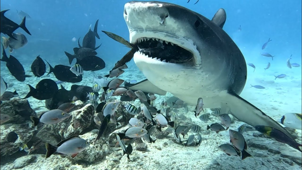 Face to Face with Tiger Sharks at Fuvahmulah, Maldives