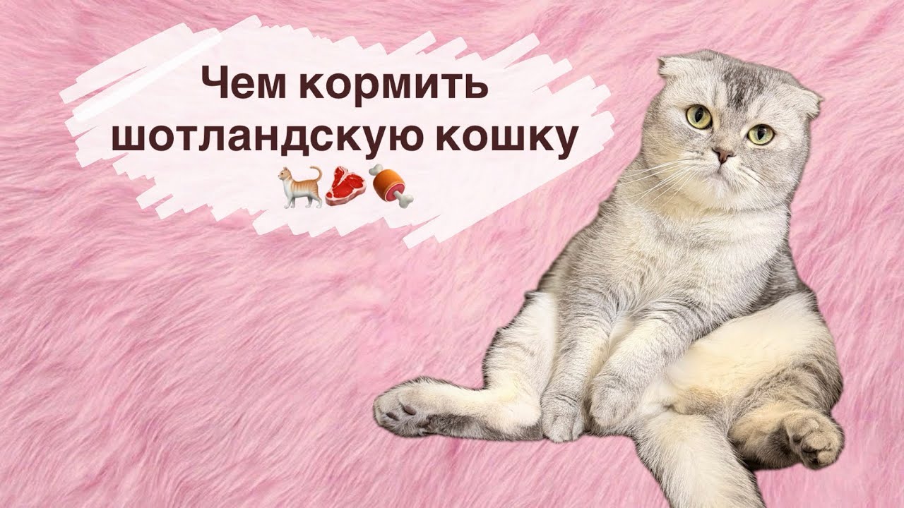 Чем кормить шотландскую кошку 🐈🥩🍖🐓