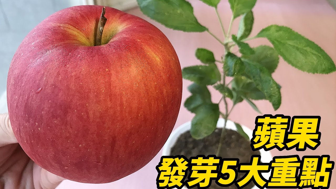 蘋果發芽5大重點 | 5 Key Points for Apple Germination