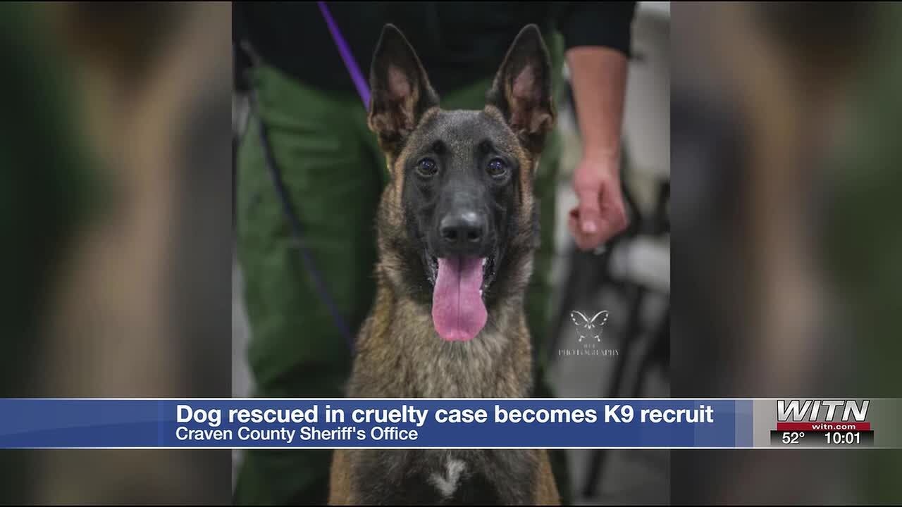 10AM: Dog rescued in cruelty case becomes Craven County Sheriff’s Office’s newest K-9 recruit