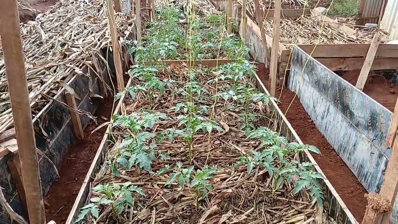 Gushingirira inyanya