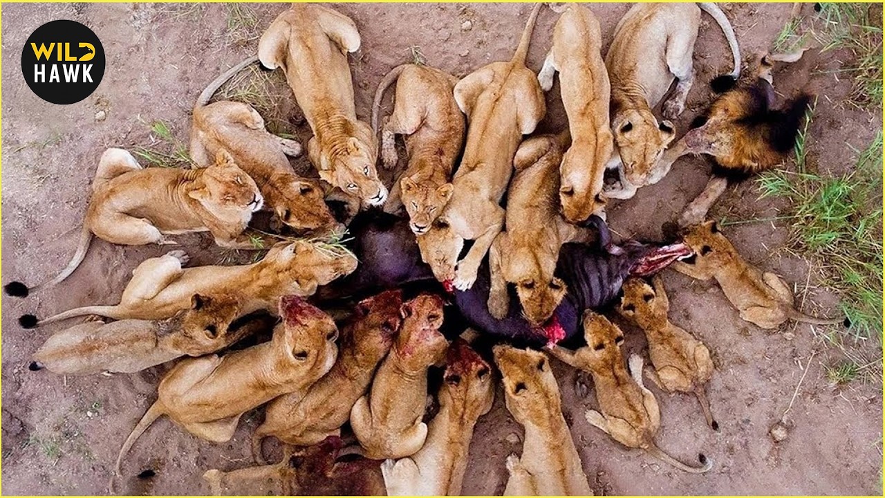 Most Ruthless Lion Attacks in The Wild Ever Recorded! | Wild Animals