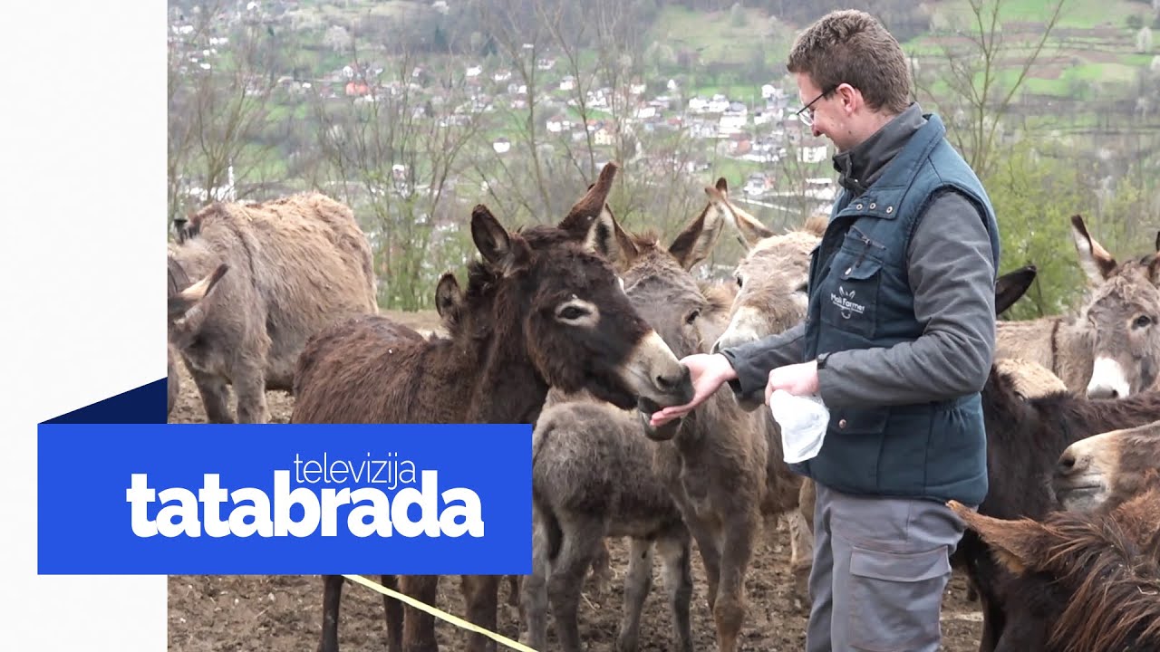 Krenuli od jednog a sada imaju 104 magarca: 