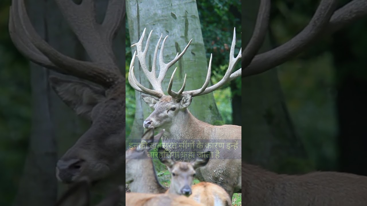 Discovering the State Animal of Uttar Pradesh: The Enchanting Swamp Deer #shorts #shortsvideo #short