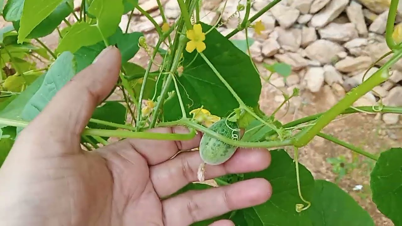 Budam kayi plant. Board mein Gaye plant grown in pot. Group dance in home