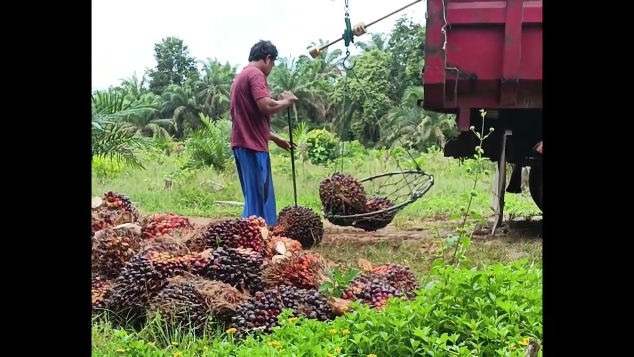 Ketika sang master mengeksekusi diakhir sesi penimbangan