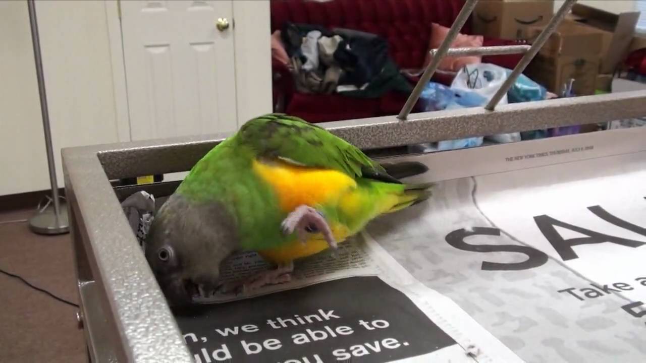 Kili Senegal Parrot - Play and Talk, Says Hello