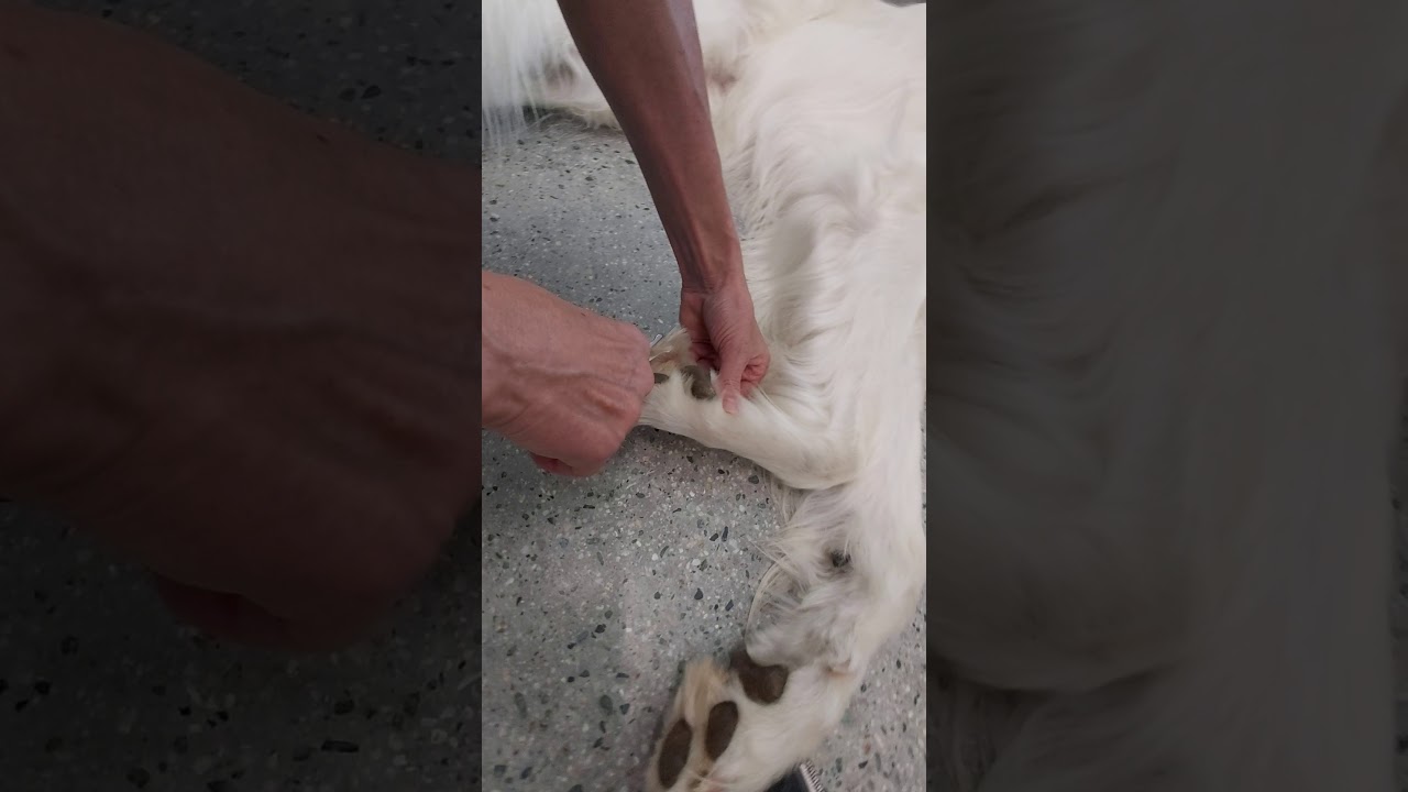 Controllo e taglio pelo delle zampe del cane