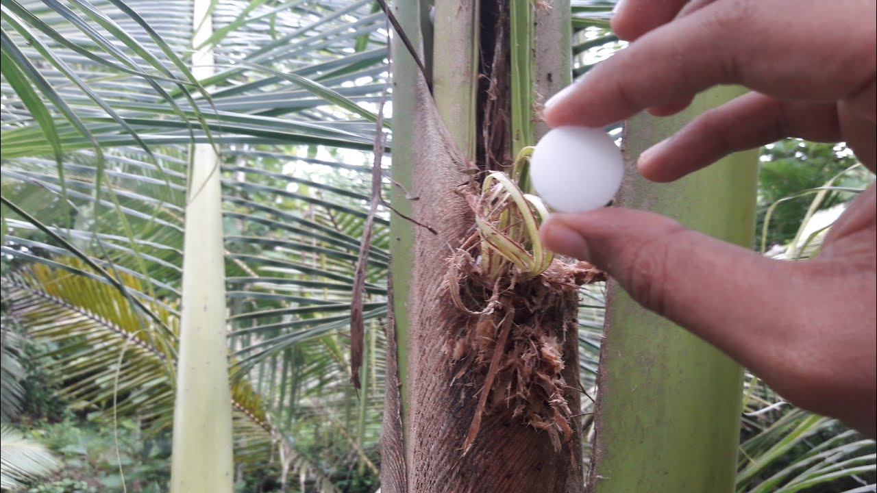 How to get rid of Coconut Beetles|Repel and control Rhinoceros Beetles using Naphthalene Balls