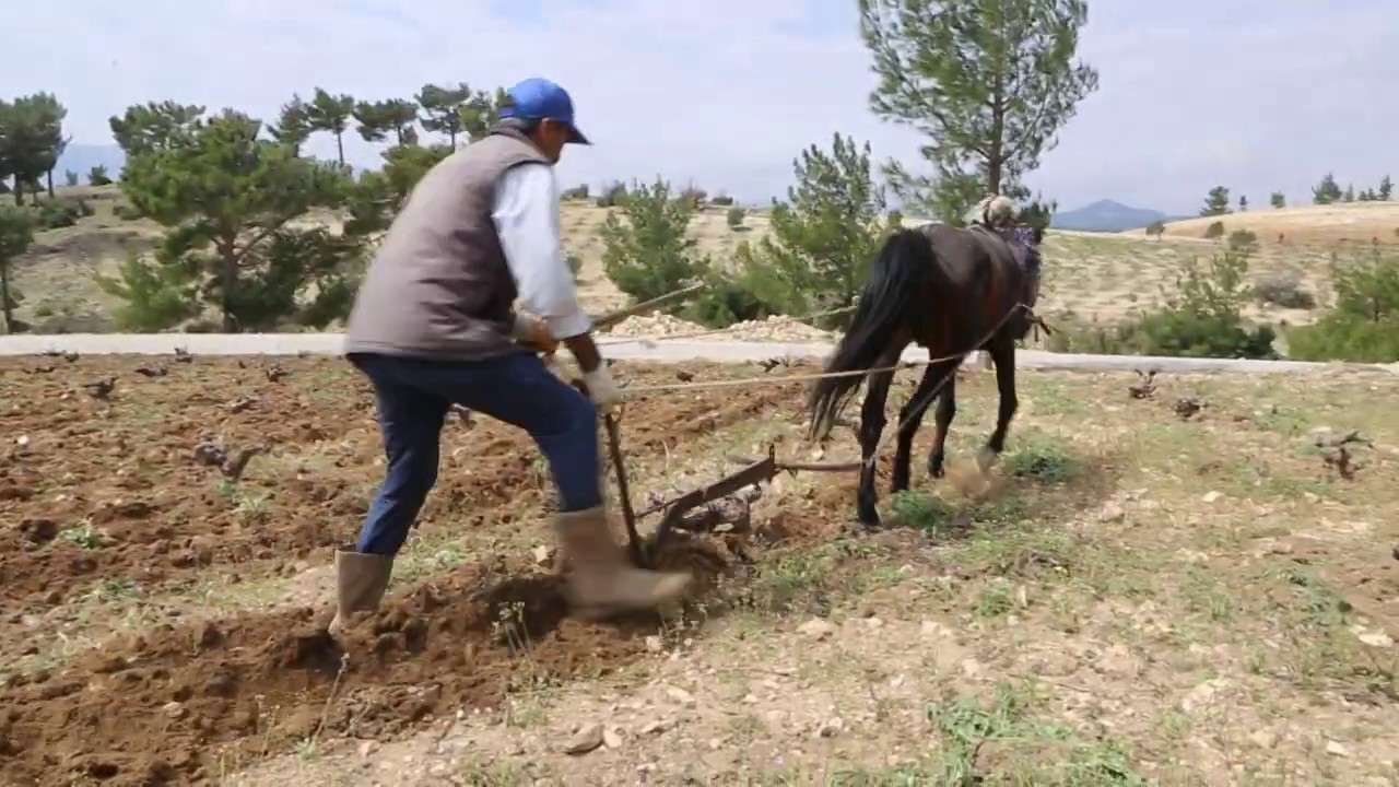 Mersin Mut’ta Çiftçiler Eski Geleneğe Döndü, Atla Tarla Sürmeye Başladı |Mut Ajans