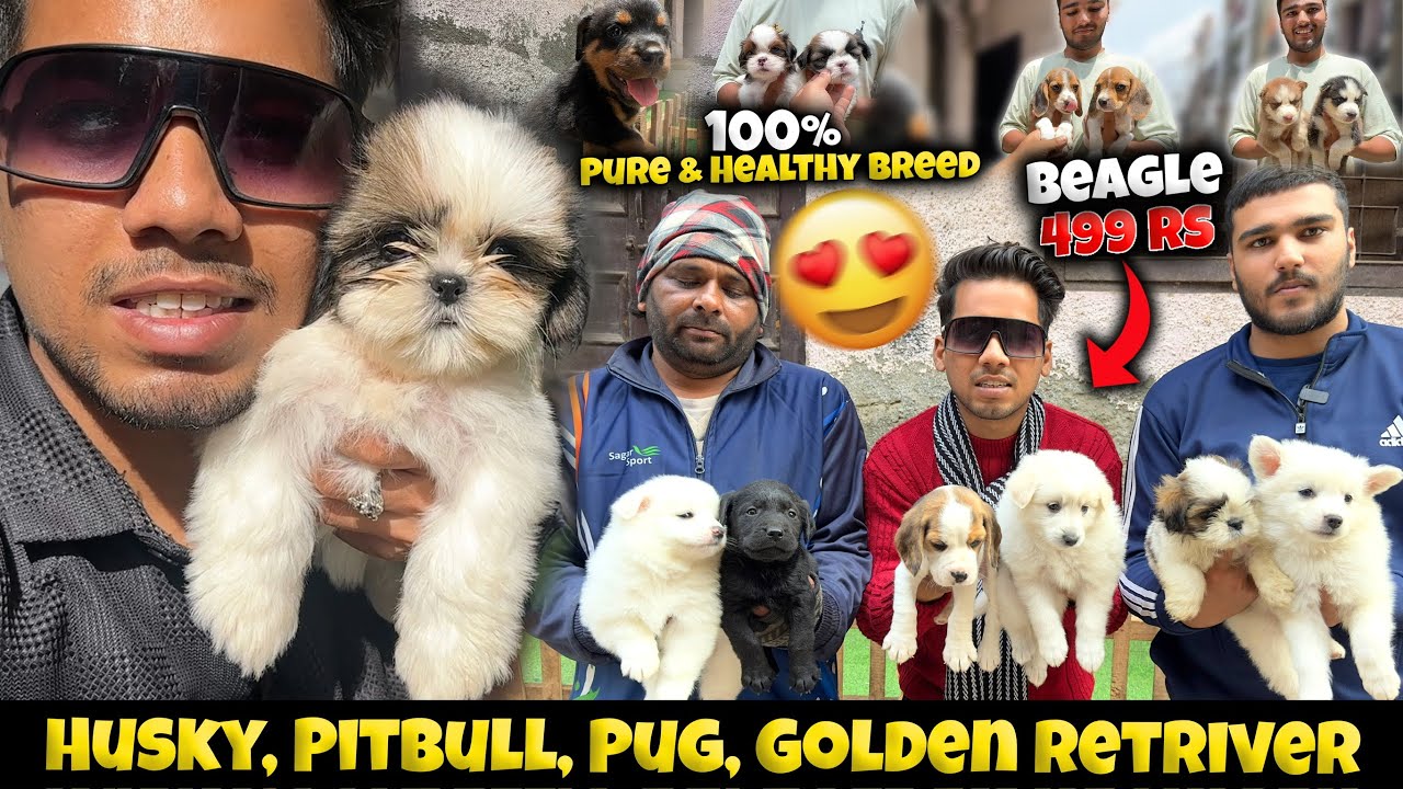 Cheapest Dogs Market In Delhi/ NCR | German Shepherd, Husky, Shihtzu | Dogs in 699₹ | Sky Pet Shop