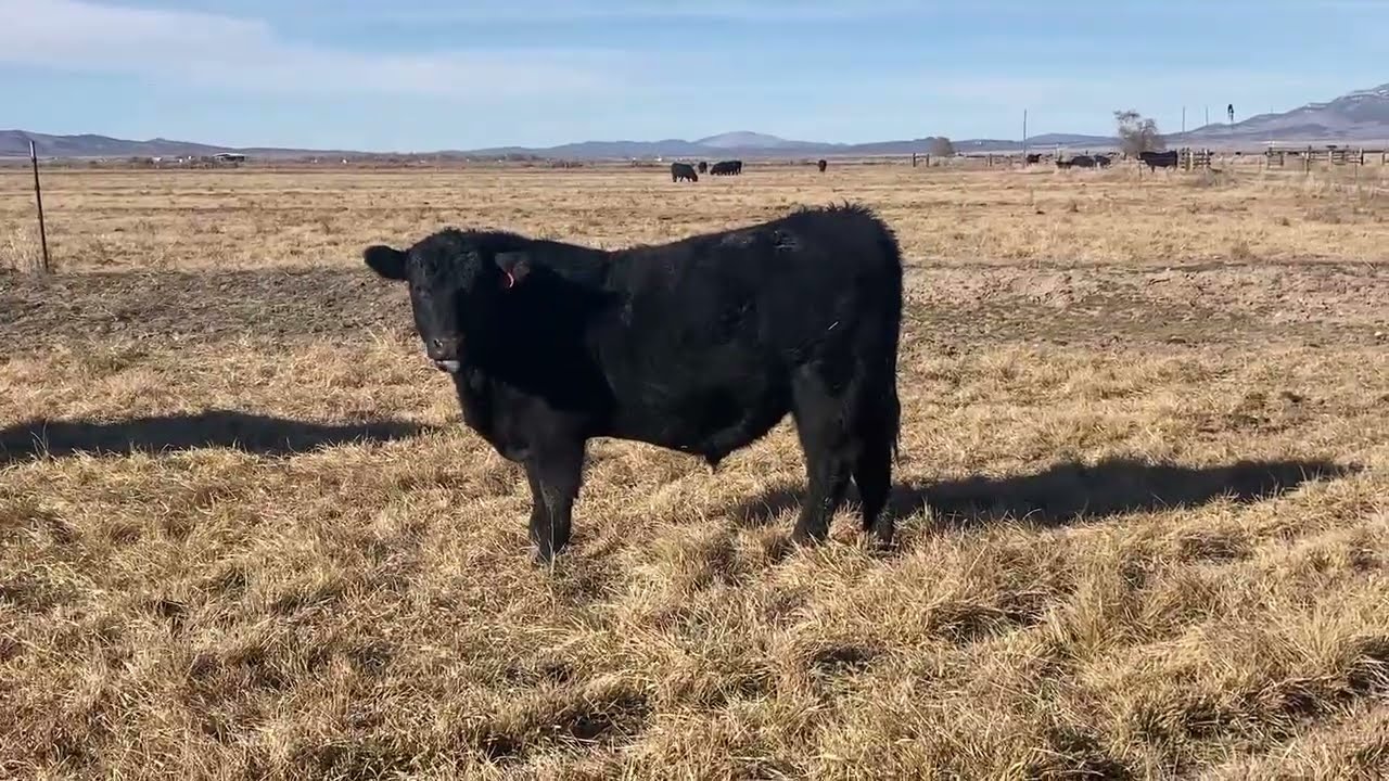 Private Treaty Bulls Video 1