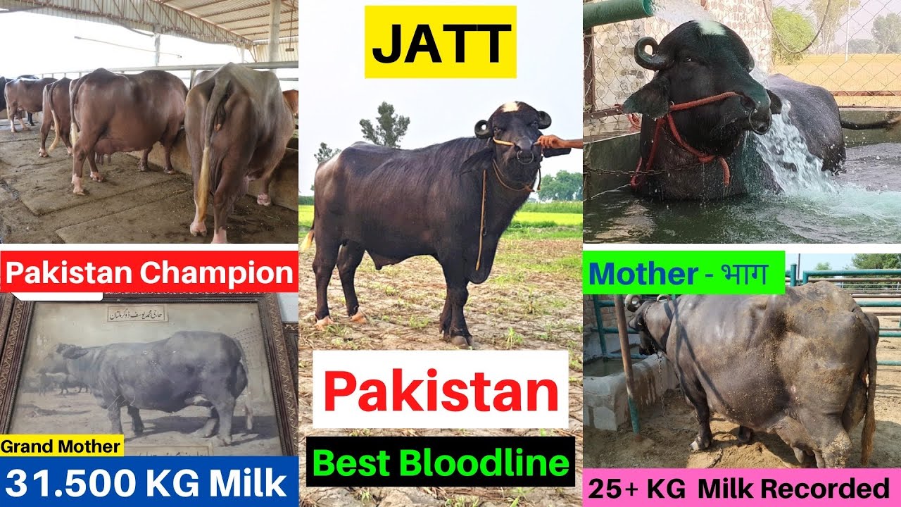 Pakistan's Best Bloodline Nilli Bull Now in India Semen Available Soon, Gurmeet Toor- Shaukat Doggar