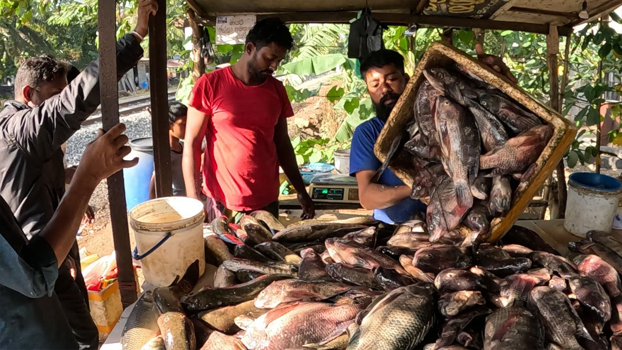 Soo Nice! Best Thilapia Fish Market In Sri Lanka| Excellent Fish Cutting Skills