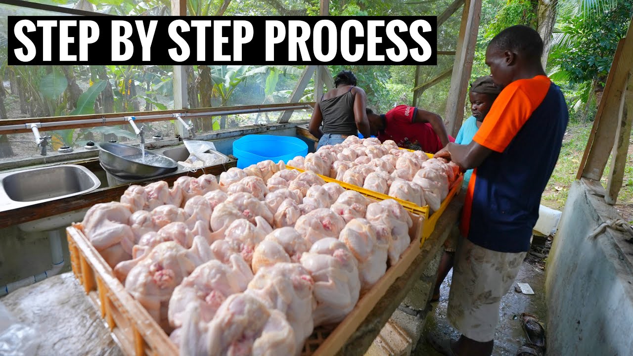 Vlog: The Process of Kill and Butcher A Chicken in Jamaica | As a Local Former [GRAPHIC]