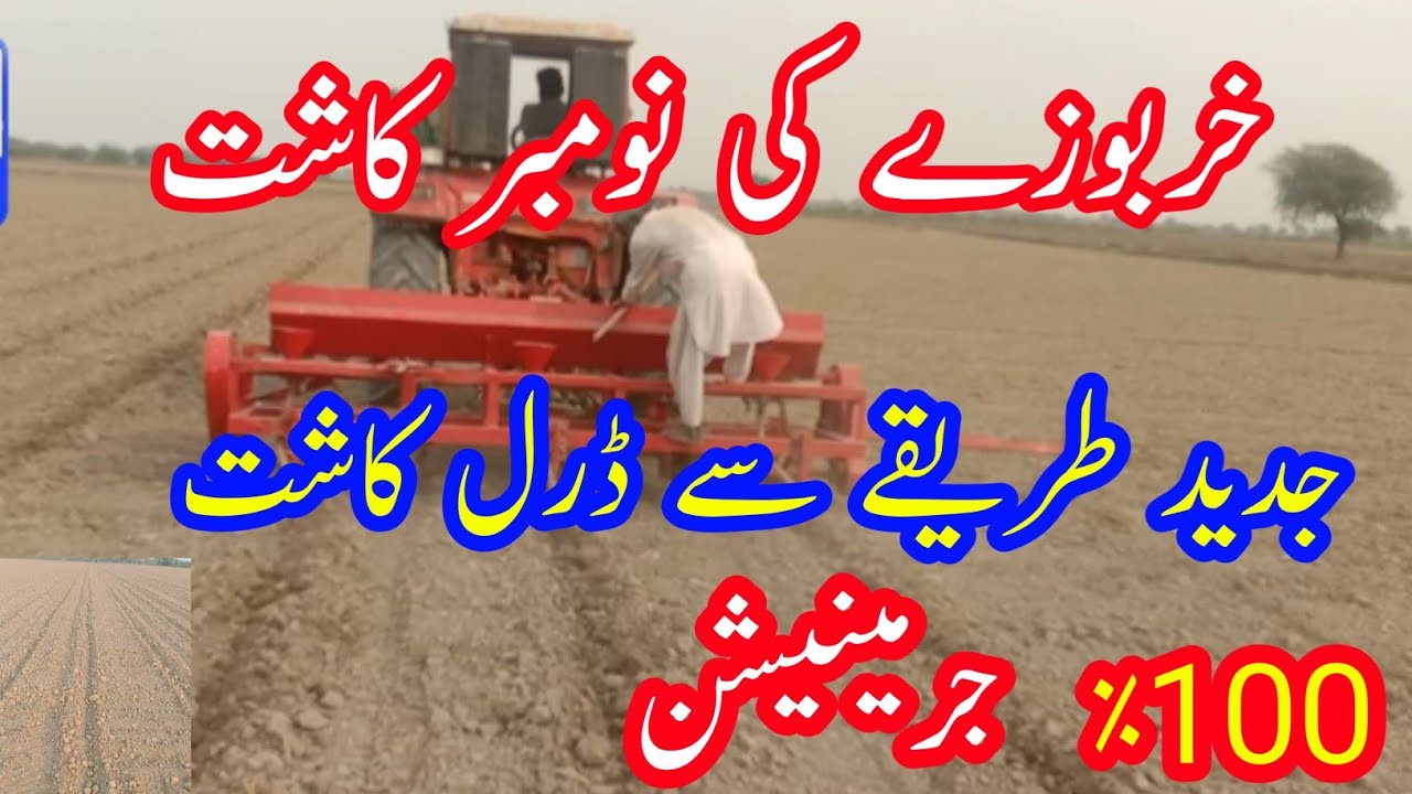 How to Grow Muskmelon in Pakistan |  Kharbooza ke kasht | open farming Kharbooza