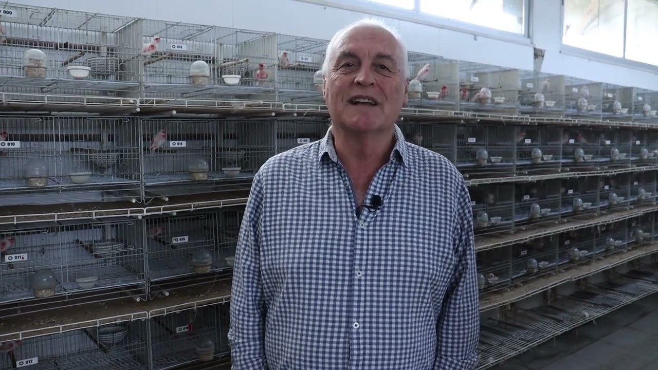 Início da produção na criação de canários em 2023 - Parte 1