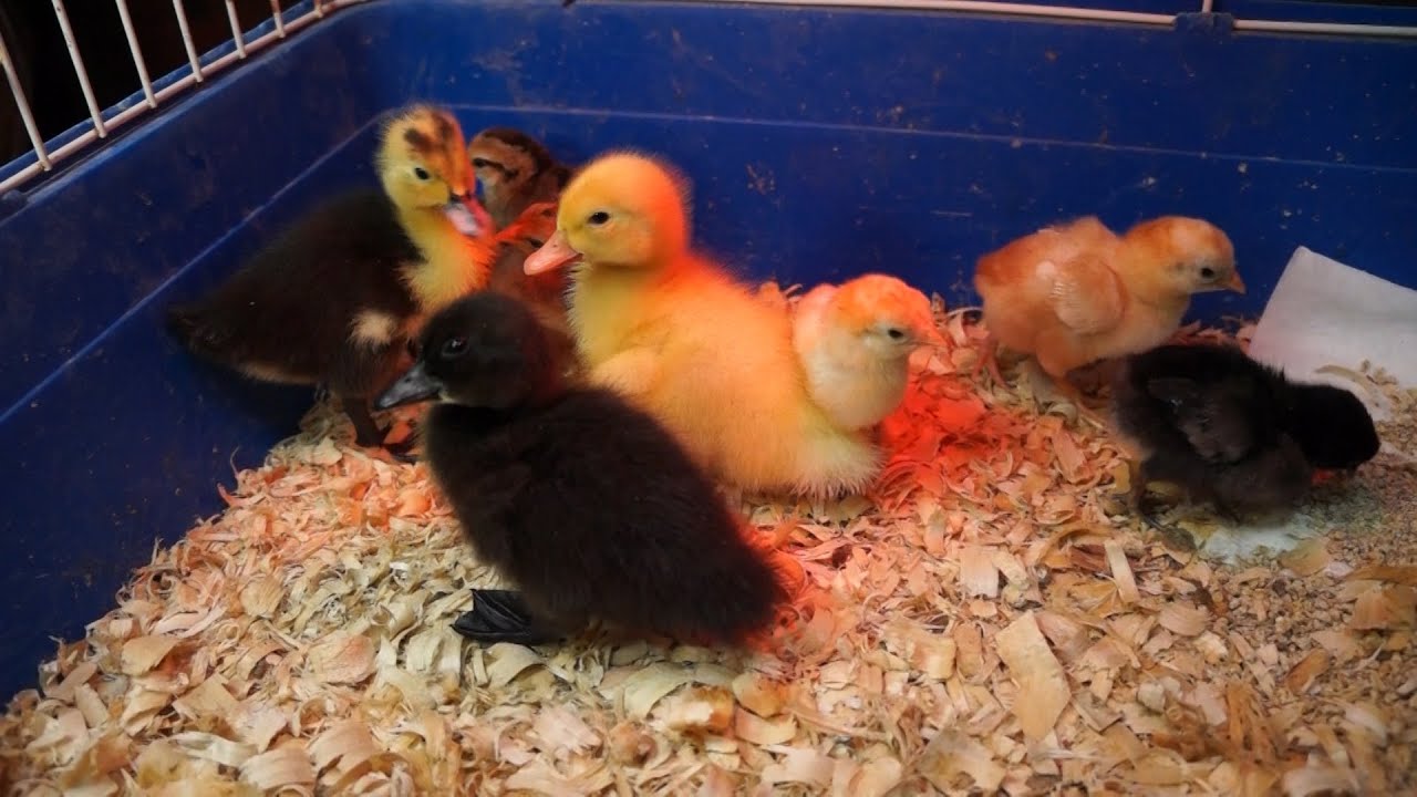 Raising Chicks and Ducklings