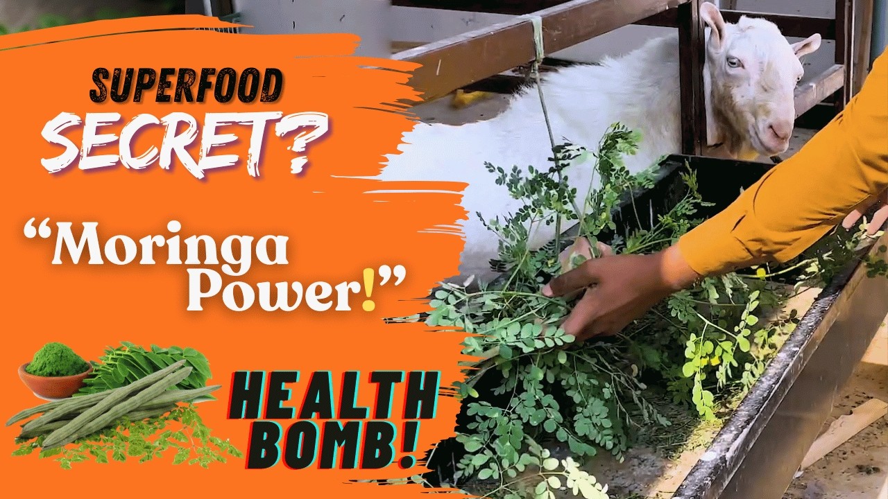 Rozana Moringa Khaen Aur Ye Faiday Dekhen! 🌿 Superfood Explained | Hamare Dost Animals