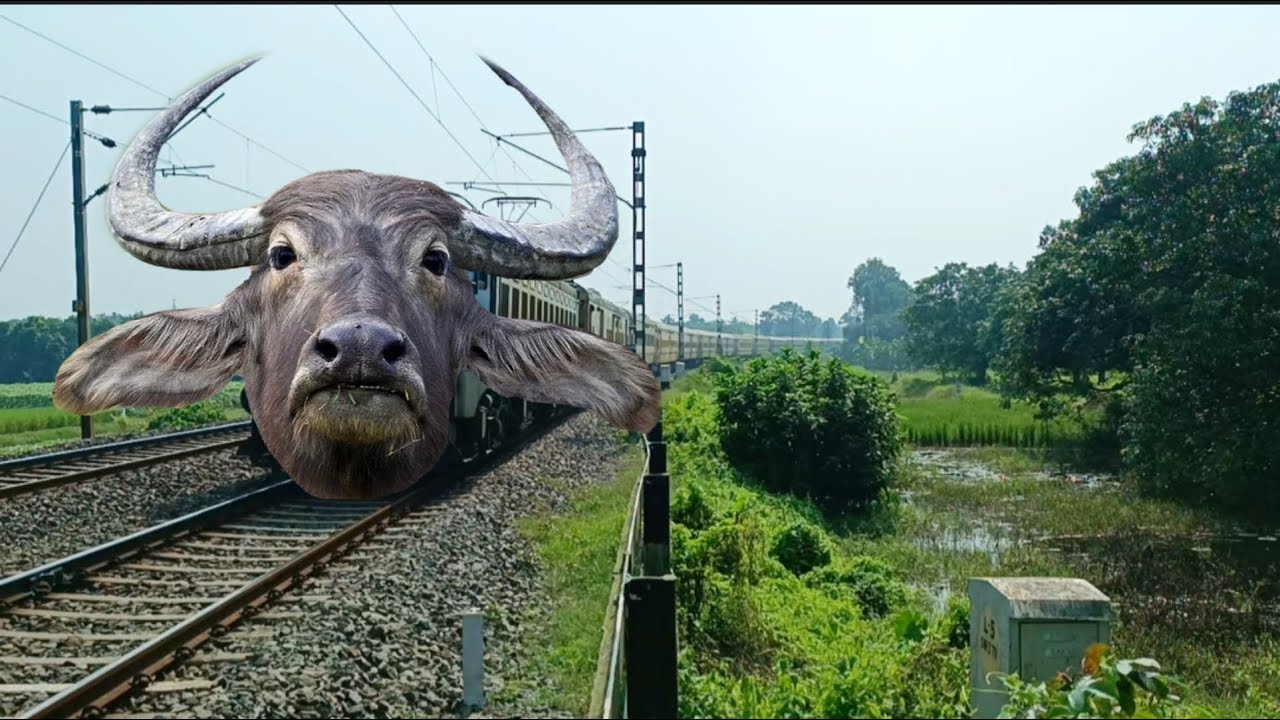 Dangerous MAD Buffalo Headed Chhath Puja Special Train Furious Moving Throughout At Curved
