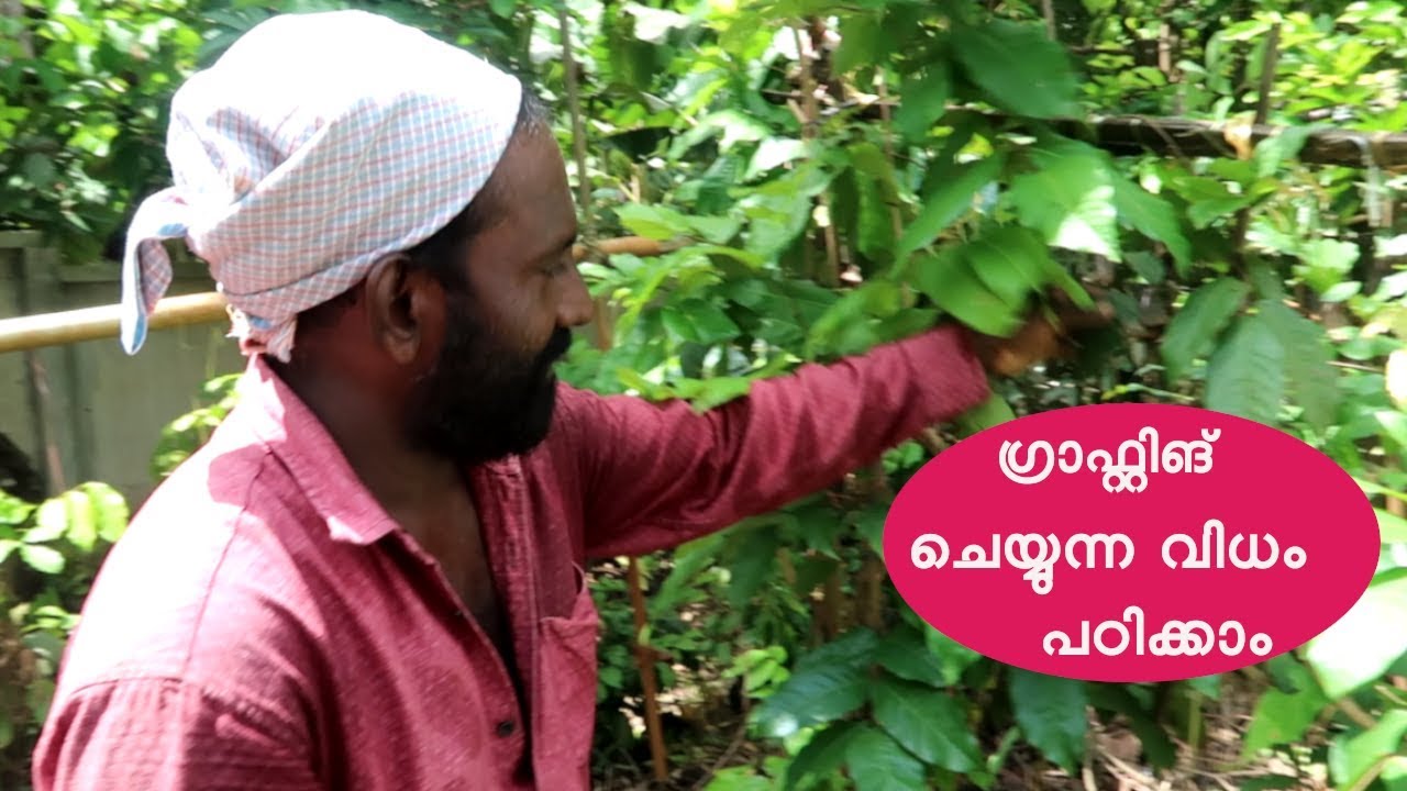 ഗ്രാഫ്റ്റ് ചെയ്യുന്ന വിധം സിമ്പിൾ ആയി പഠിക്കാം How to Graft a Plant (Rambutan)