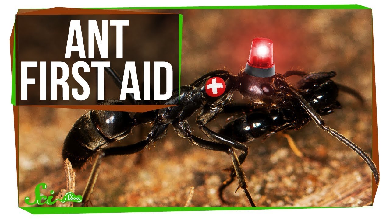 These Ant Paramedics Save Their Injured Comrades