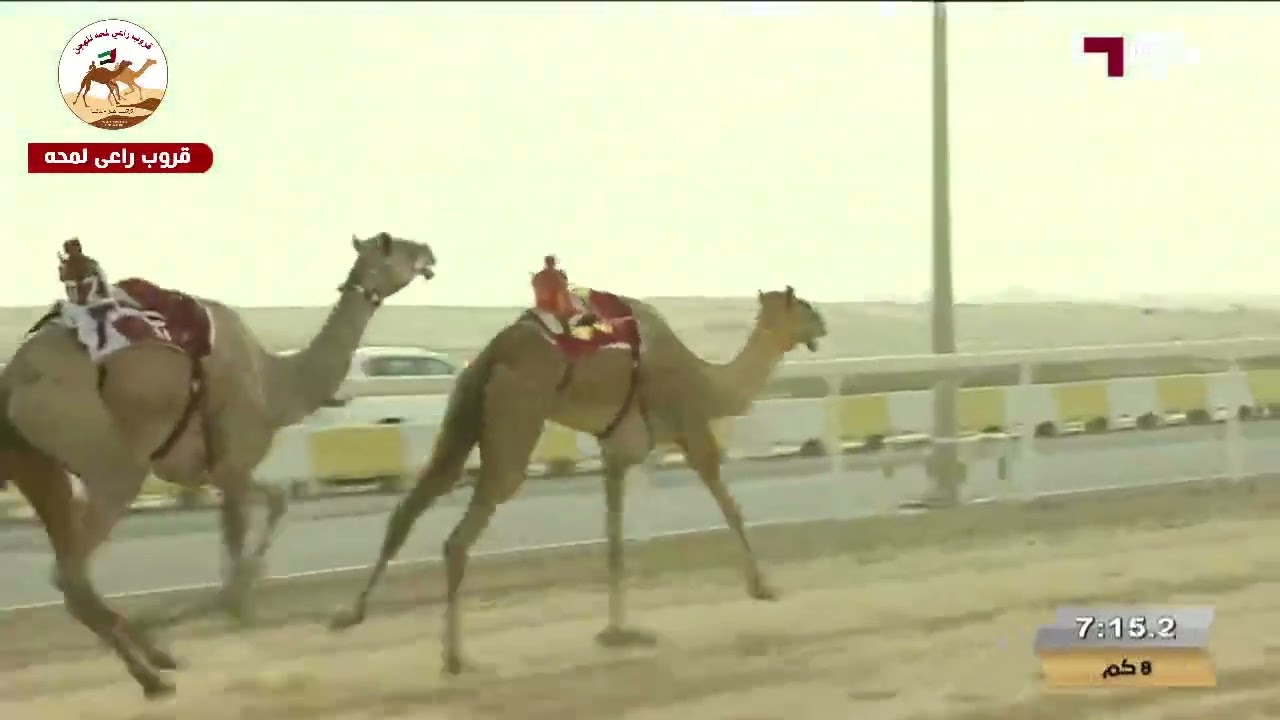 الشوط 1 ( السيف الفضي )(مبشره) لـ مانع علي بن حماد الشامسي 12:24:01( مهرجان ختامي الشحانية 2025 )