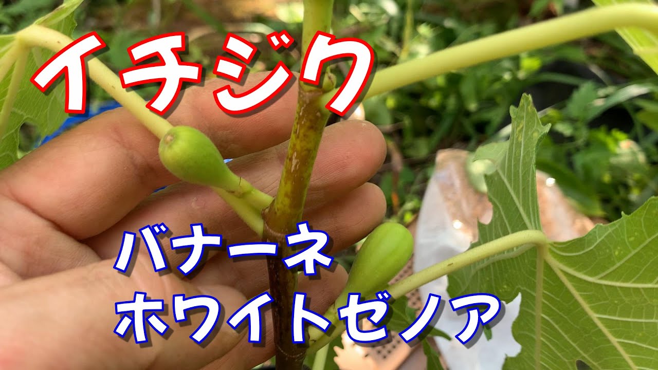 第99回「イチジク（バナーネ・ホワイトゼノア）植付け」の巻【ド素人果樹栽培】