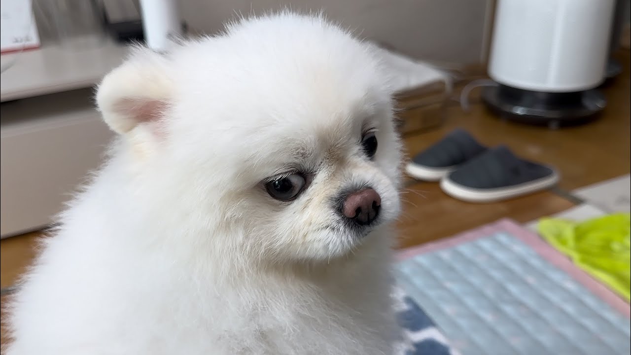 수술 후 다리 만지는걸 극도로 예민해 하는 강아지..