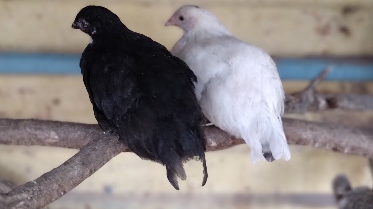 LIVE CAM OF THIS BEAUTIFUL 😍 CHICKENS  buenos días la Cámara de las Gallinas !!!!